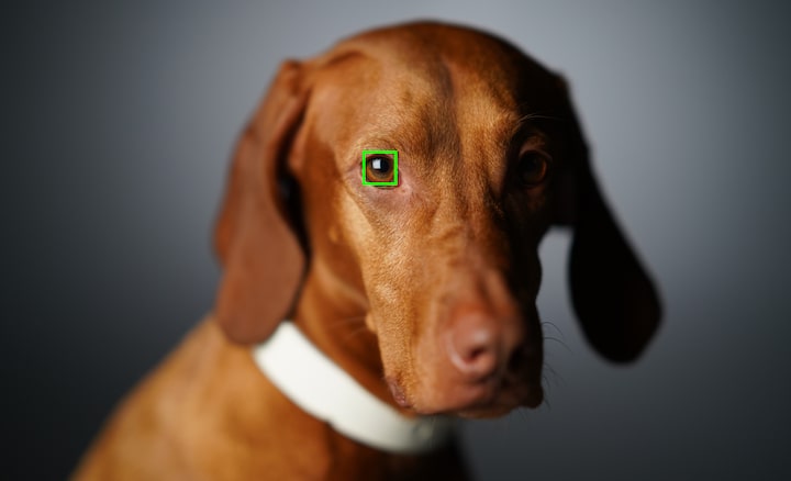 Image of a dog's face with an AF frame superimposed over one eye