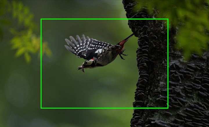 Portrait of a bird in flight, illustrating high image resolution that allows image cropping to magnify captured images