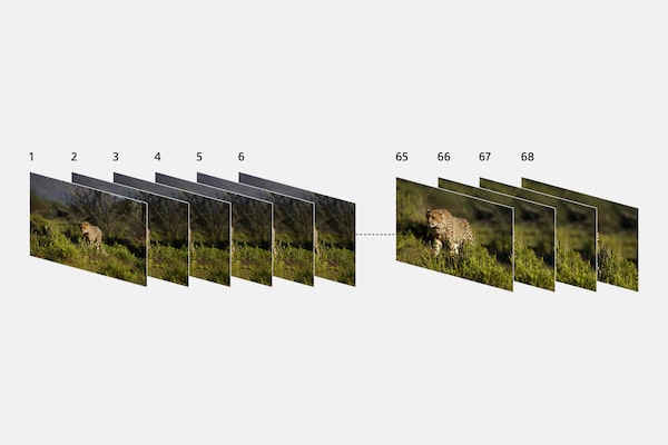 Illustration showing multiple, consecutively shot images of wildlife