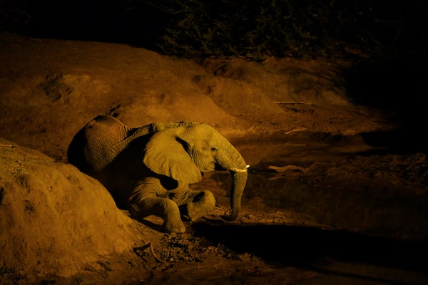 Image of an elephant in a dimly lit setting