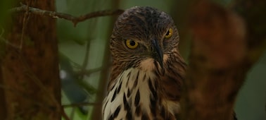 Example image showing a bird on a branch looking toward the camera